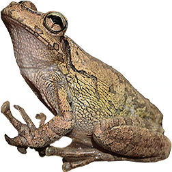 Haitian Giant Tree Frog